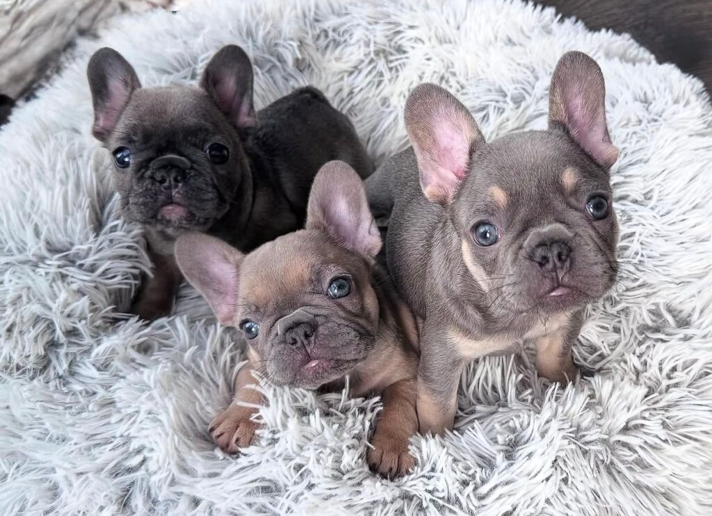 Französische Bulldoggen welpen zu verkaufen