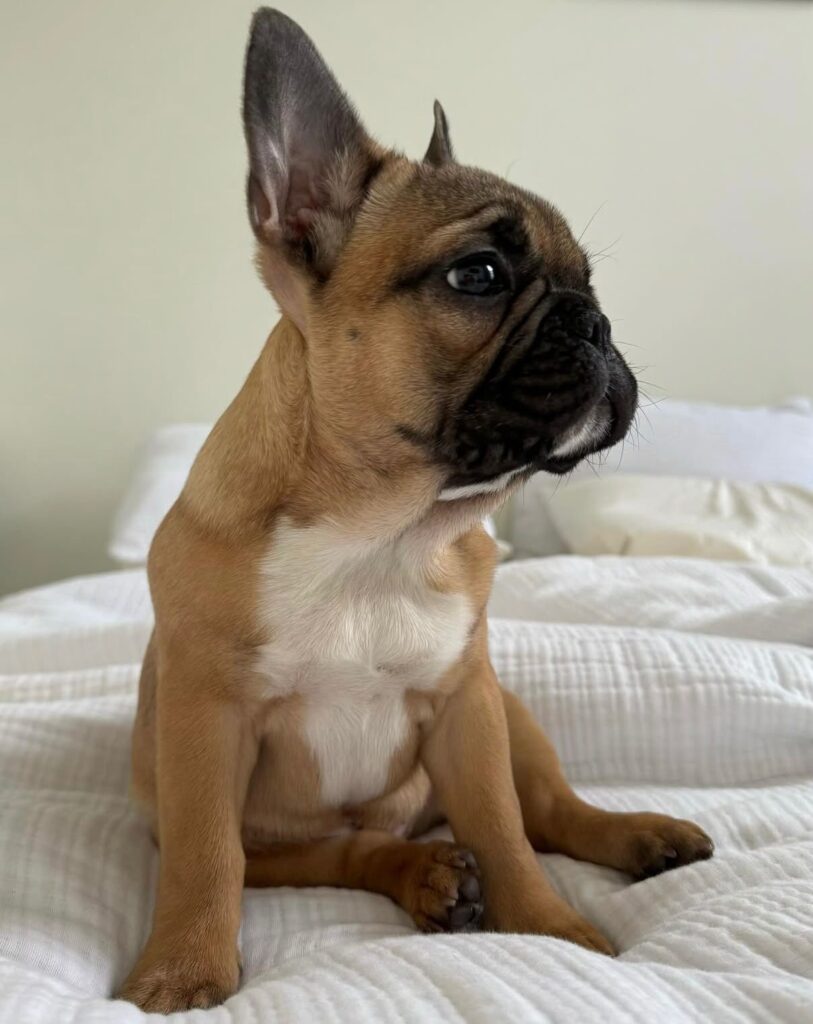 Französische Bulldoggen welpen zu verkaufen