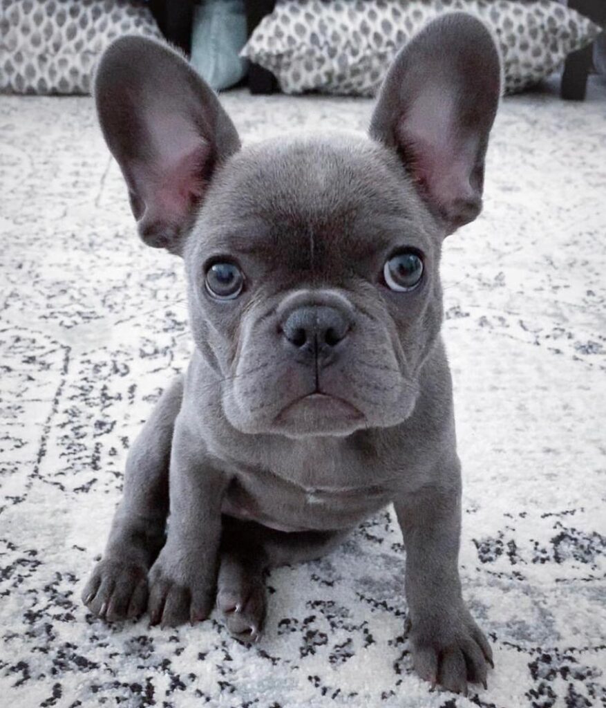 Französische Bulldoggenwelpen zu verkaufen