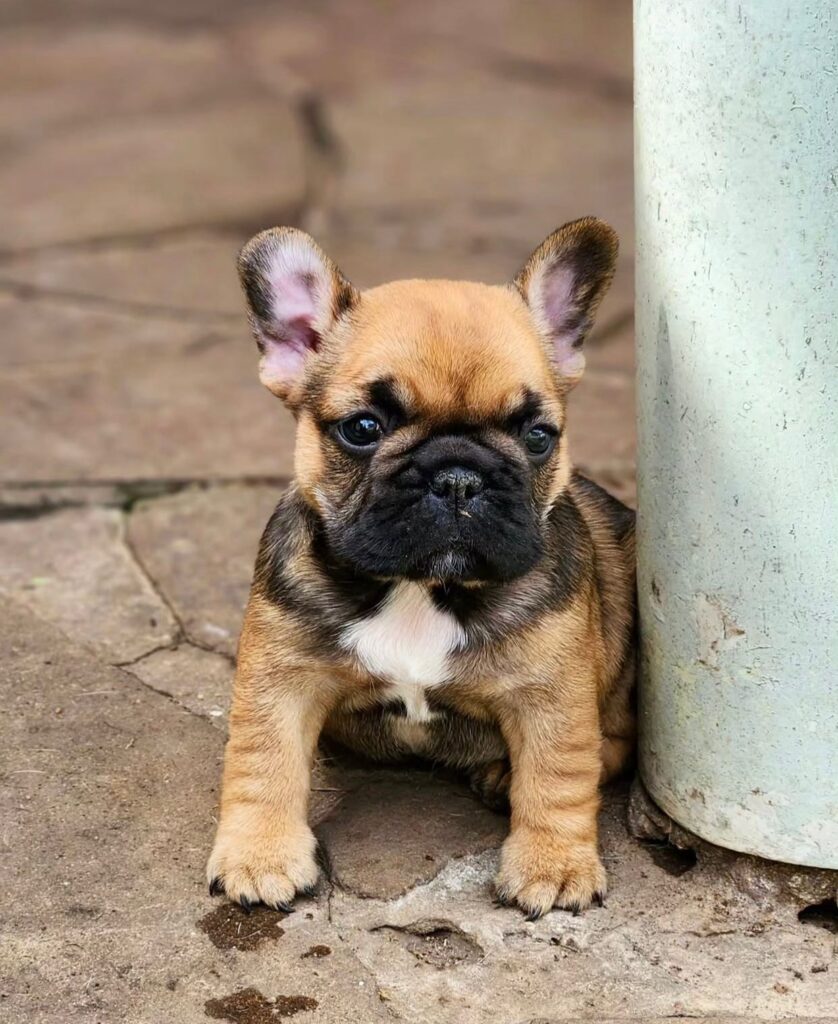 Französische Bulldoggen welpen zu verkaufen