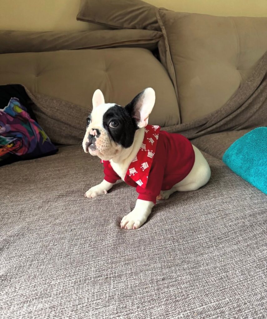 Französische Bulldoggen welpen zu verkaufen