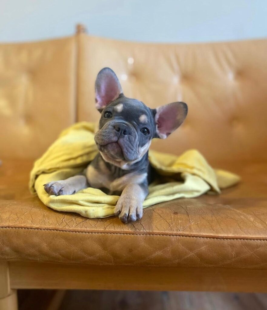 Französische Bulldoggen welpen zu verkaufen