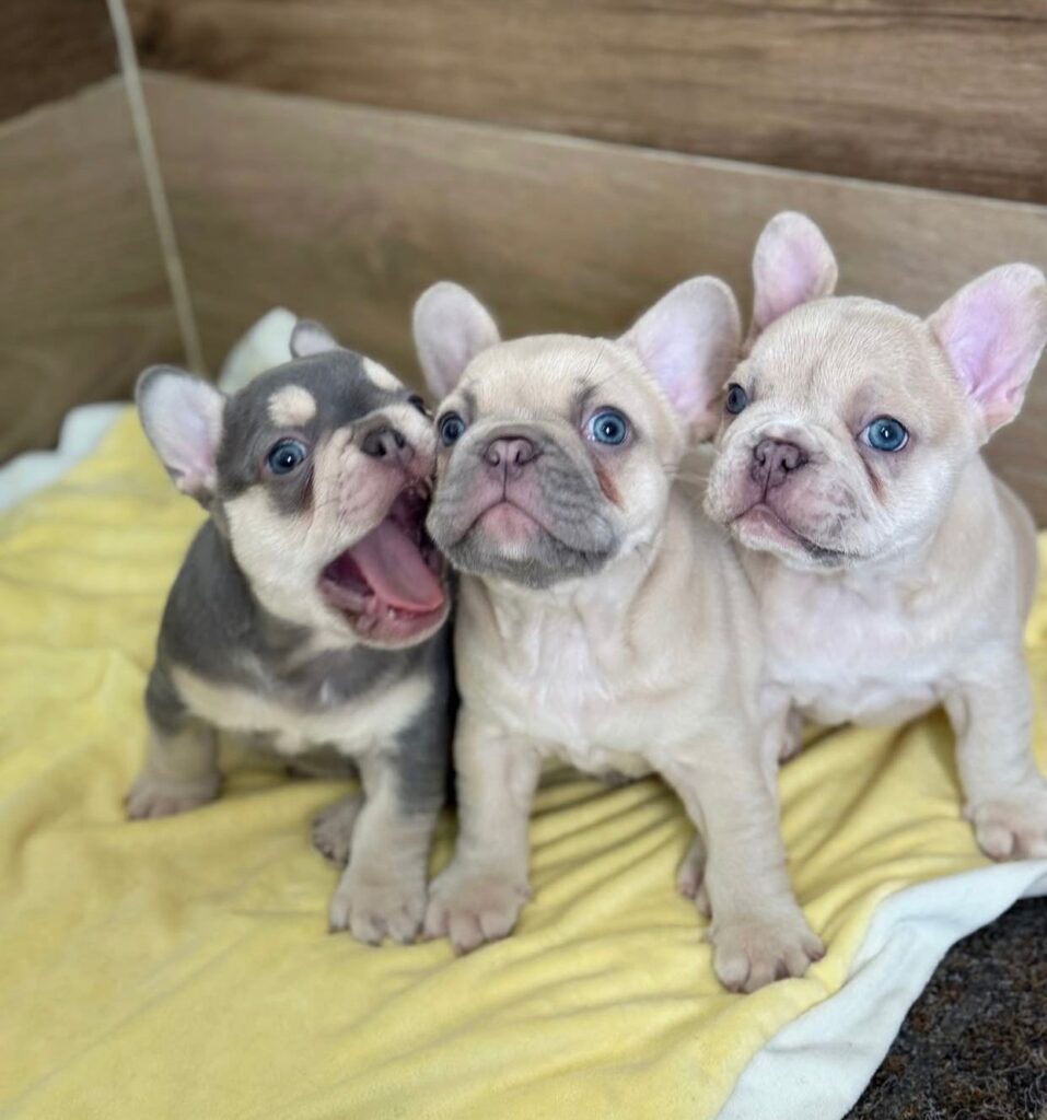 Französische Bulldoggenwelpen zu verkaufen