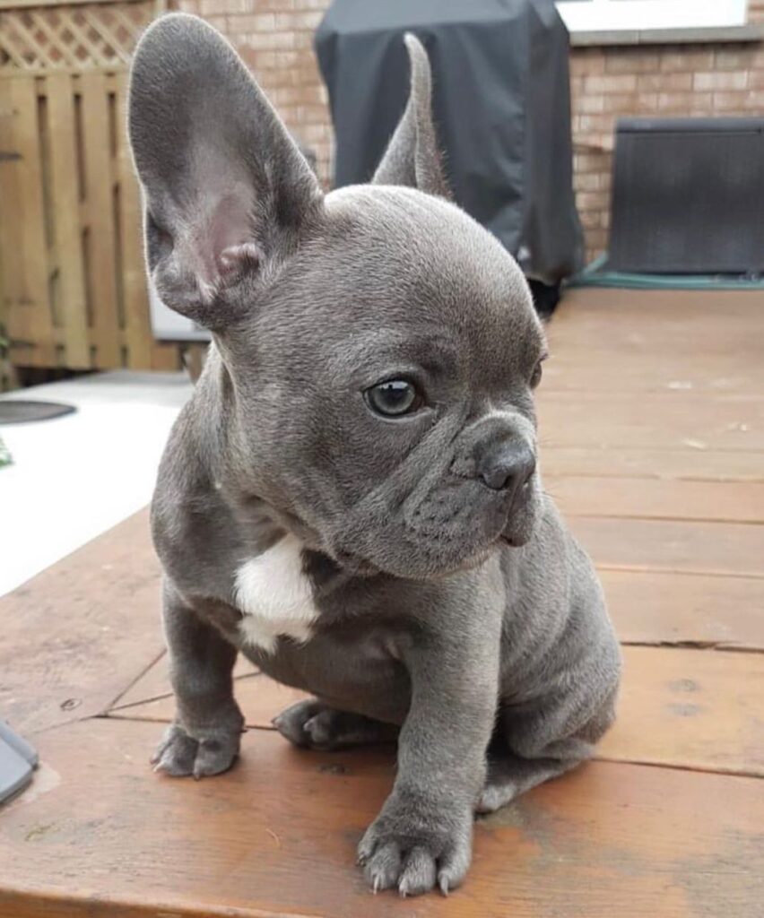 Französische Bulldoggen welpen zu verkaufen