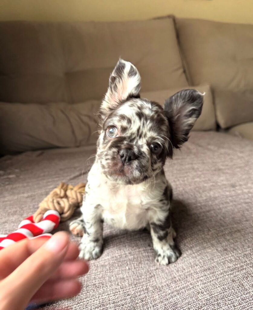 Französische Bulldoggen welpen zu verkaufen