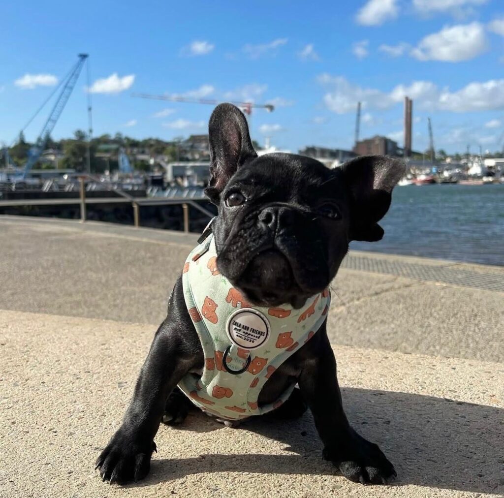 Französische Bulldoggen welpen zu verkaufen