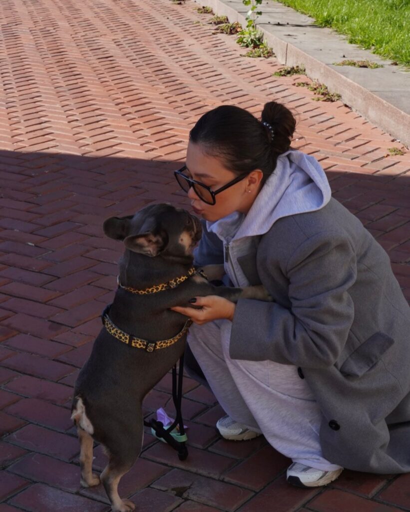 Französische Bulldoggen welpen zu verkaufen