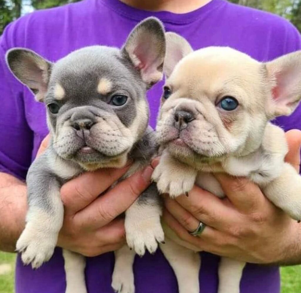 Französische Bulldoggen welpen zu verkaufen