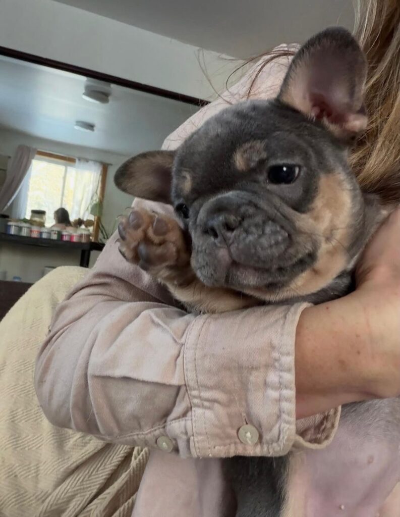 Französische Bulldoggen welpen zu verkaufen